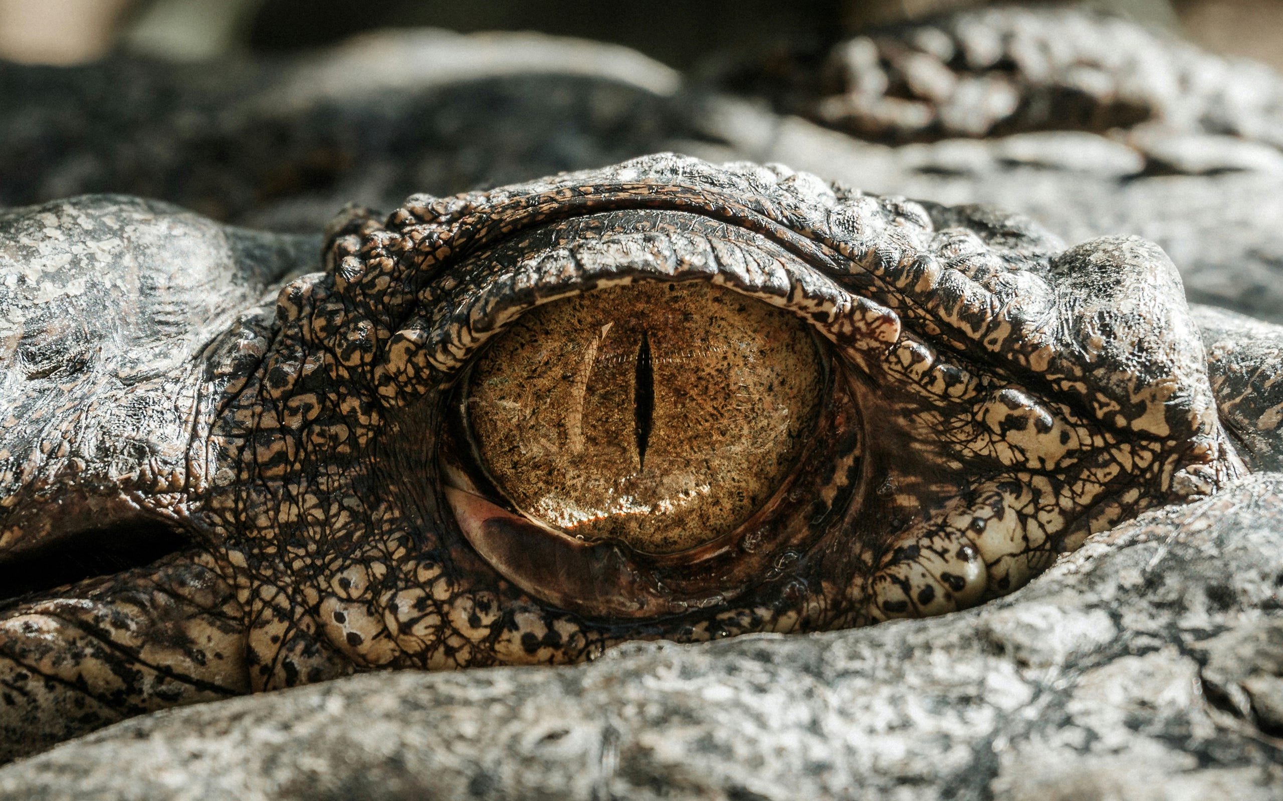 Eye Evolution vs Intelligent Design