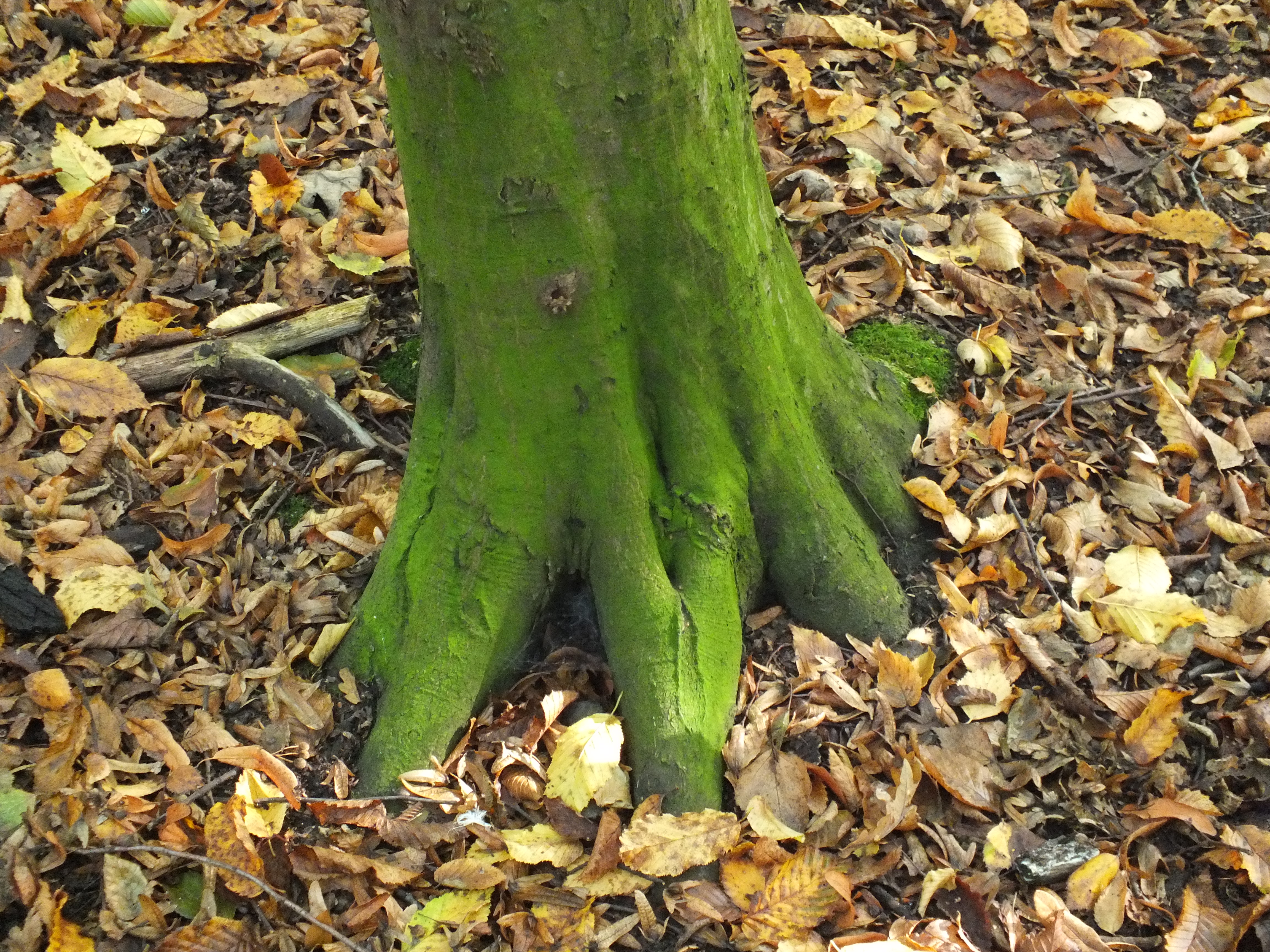 Rich greens on the trees