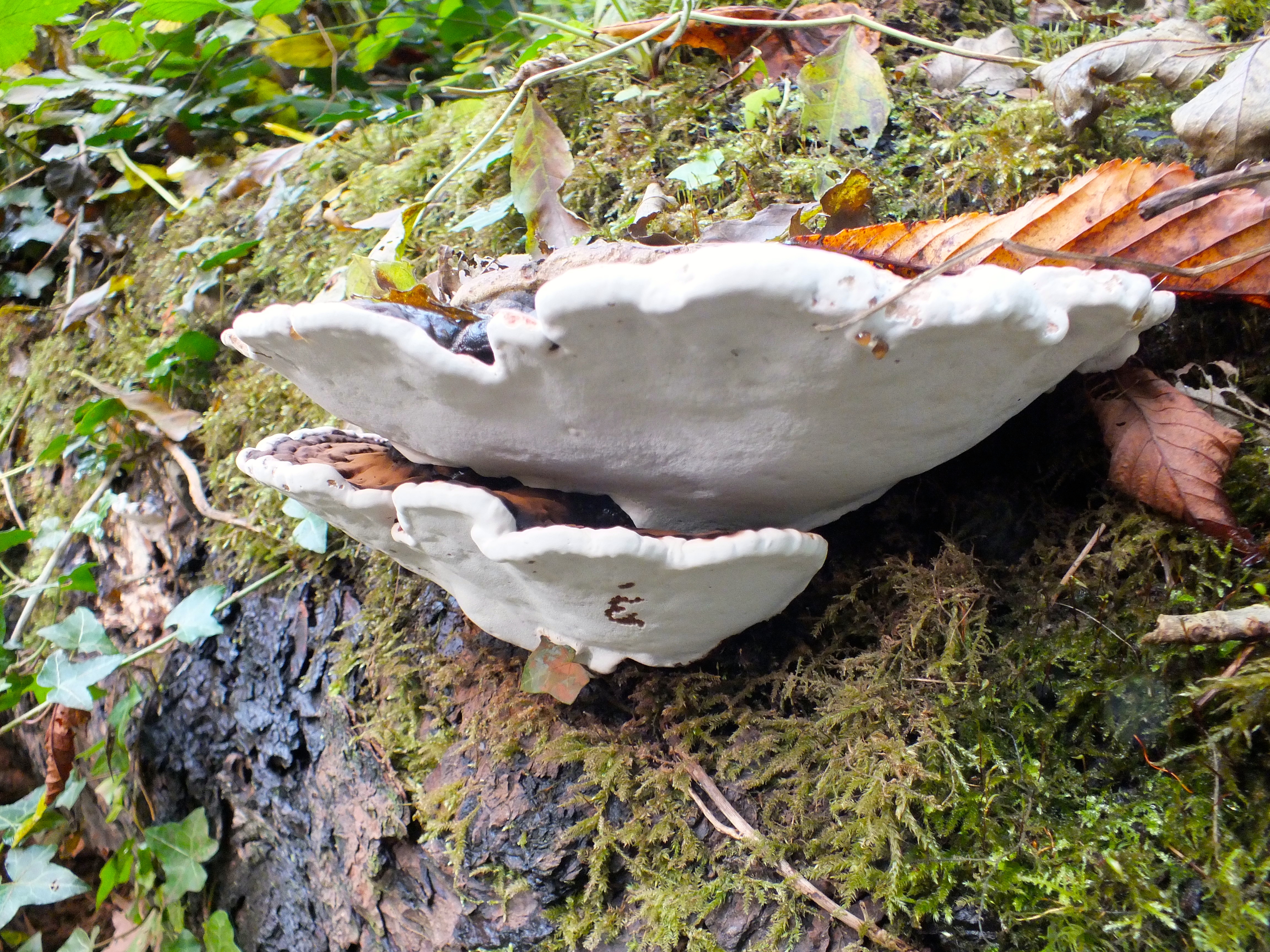 Fungi