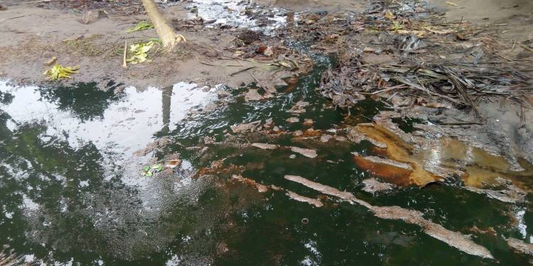 Oil spill by Shell in Nigeria polluted water and killed wildlife