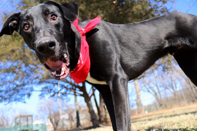 Adopt a pet at the fayetteville animal shelter