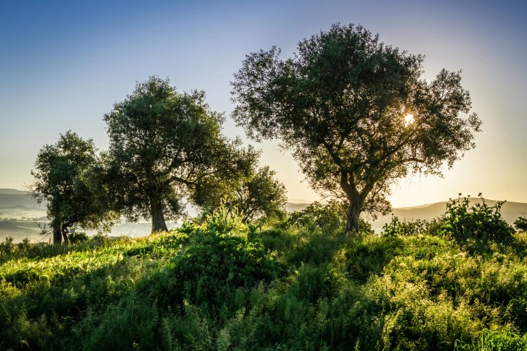Via%20Ayvalık%20Zeytinyağı