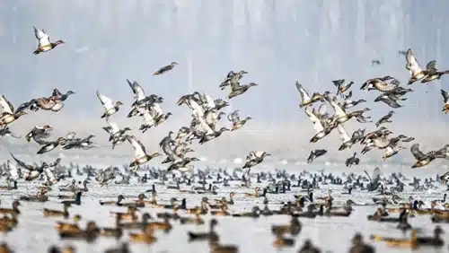 Wular Lake Sees Record Arrival of Migratory Birds in 2025 | Kashmir’s Ecological Marvel