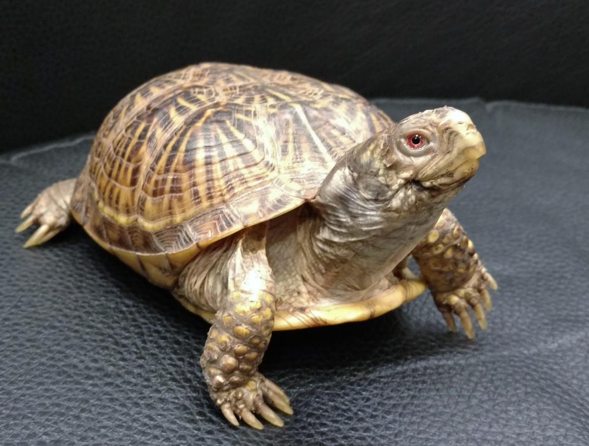 Three Toed Box Turtle Care Sheet Reptiles Magazine 
