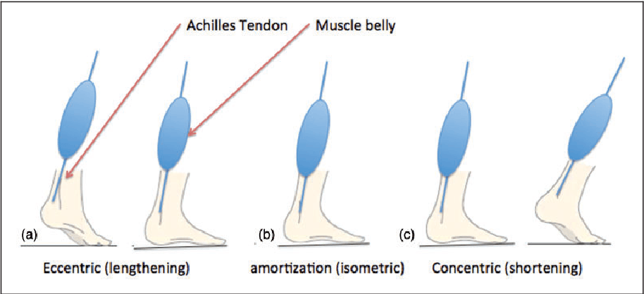 The Stretch-Shortening Cycle (SSC) for Athletes - Azide Performance