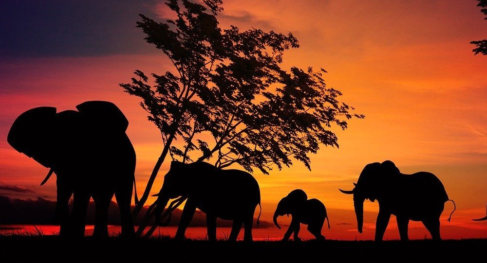 La historia del elefante