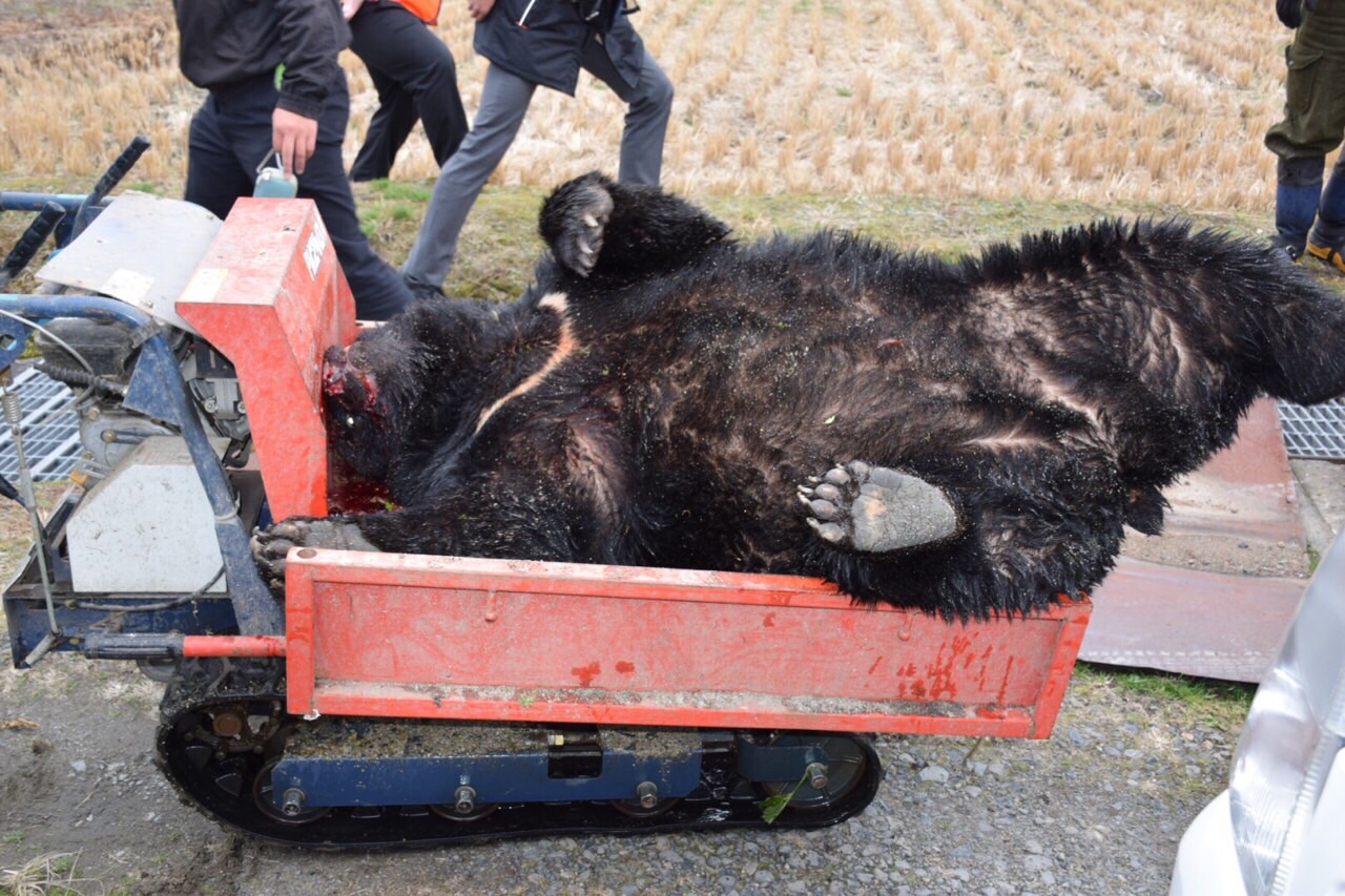 クマに遭遇！！ - わさびブログ