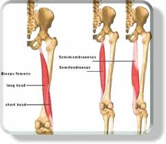Hamstring exercise