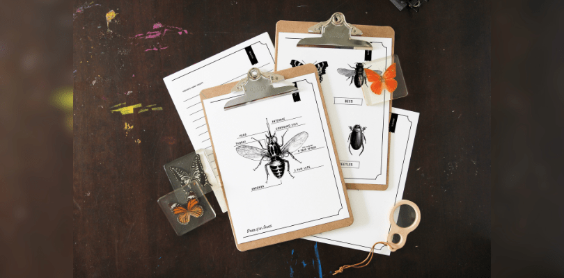 Practical Note Book Pdf Beetle Insects - Stunning Gradient Pattern - Full HD