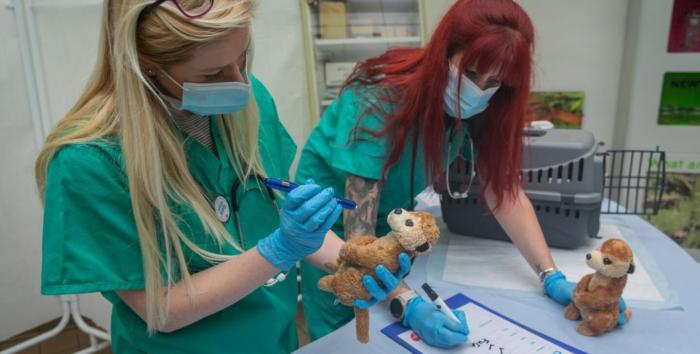 London Zoo Vets in Action