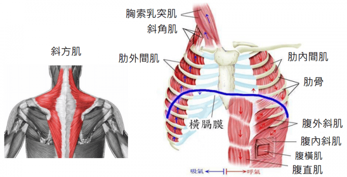 呼吸輔助肌周全性評估 呼吸系統 Zxmy
