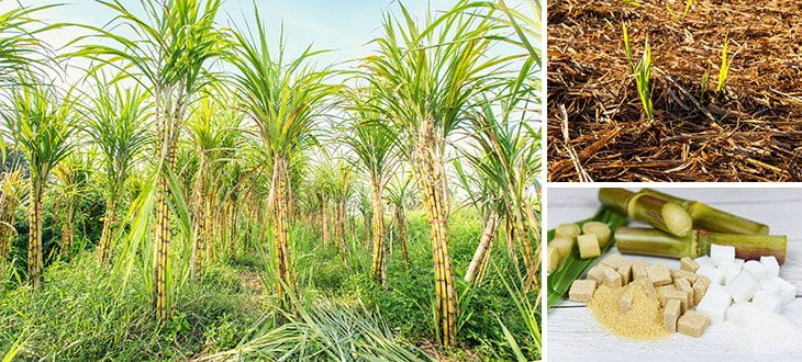 images How To Grow Sugar Cane From Seed back garden