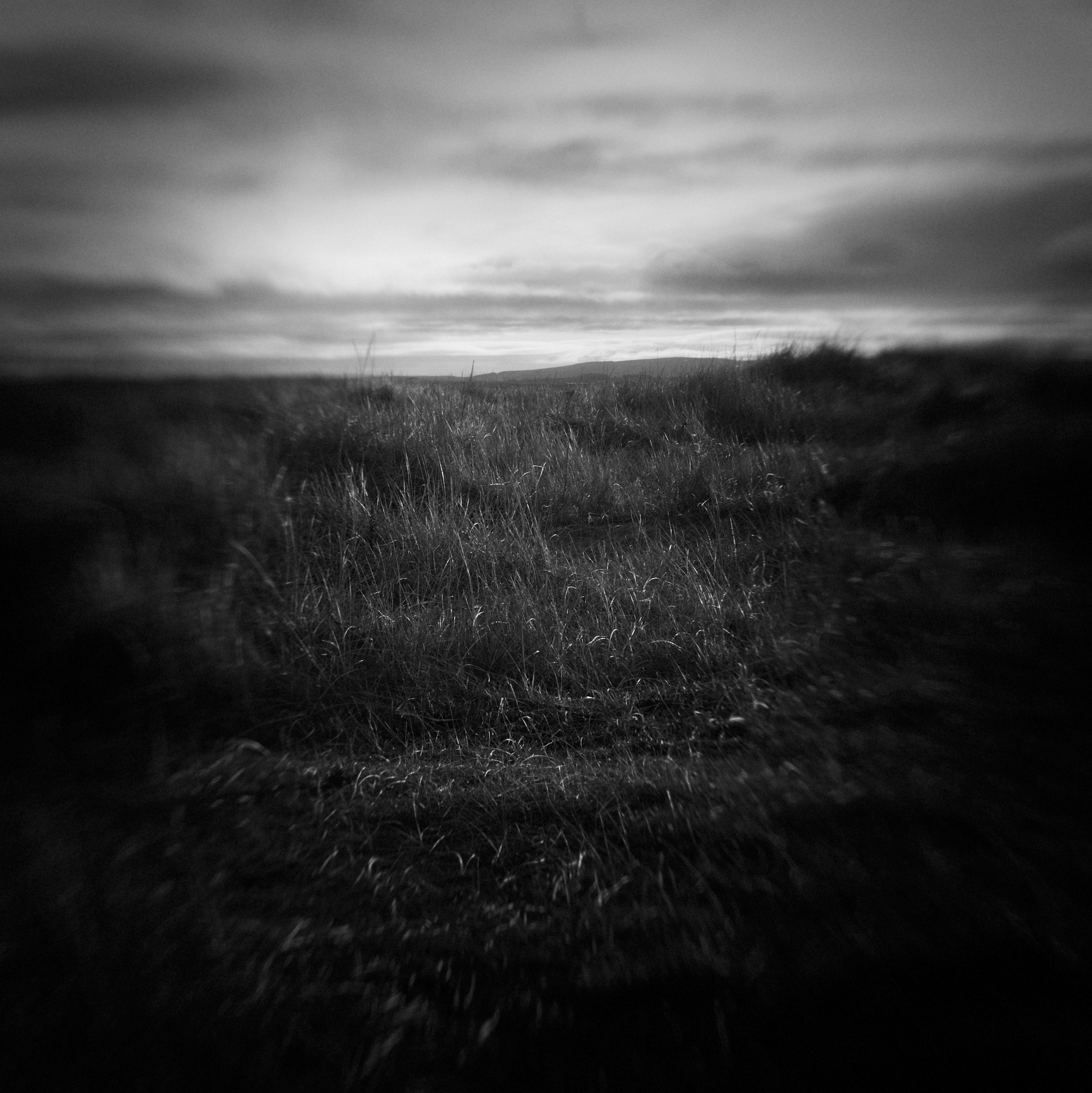Black and white photo of rough grass on a dune under a cloudy sky