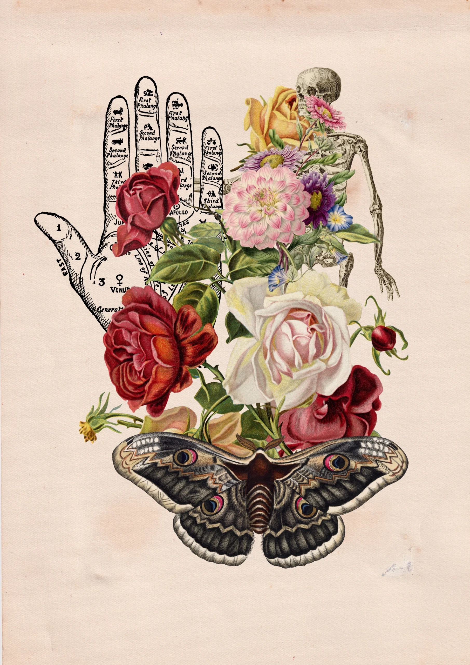 Collage of a palmistry hand chart filled with roses and flowers, with a skeleton and a large moth below