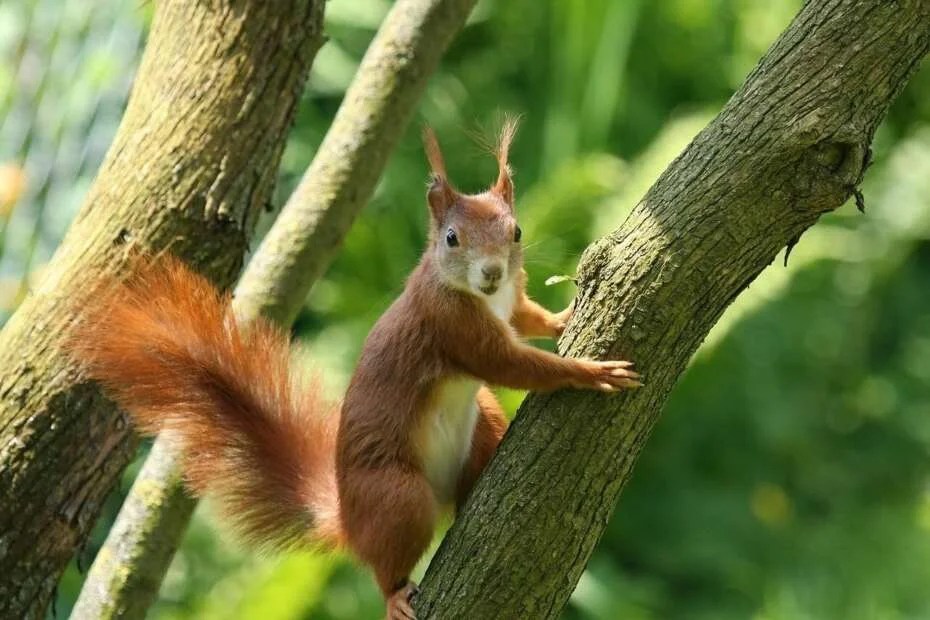 15 interesting facts about squirrels