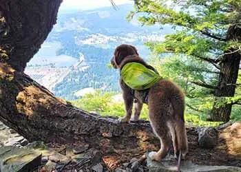 How to backpack with a dog [10 essential tips]