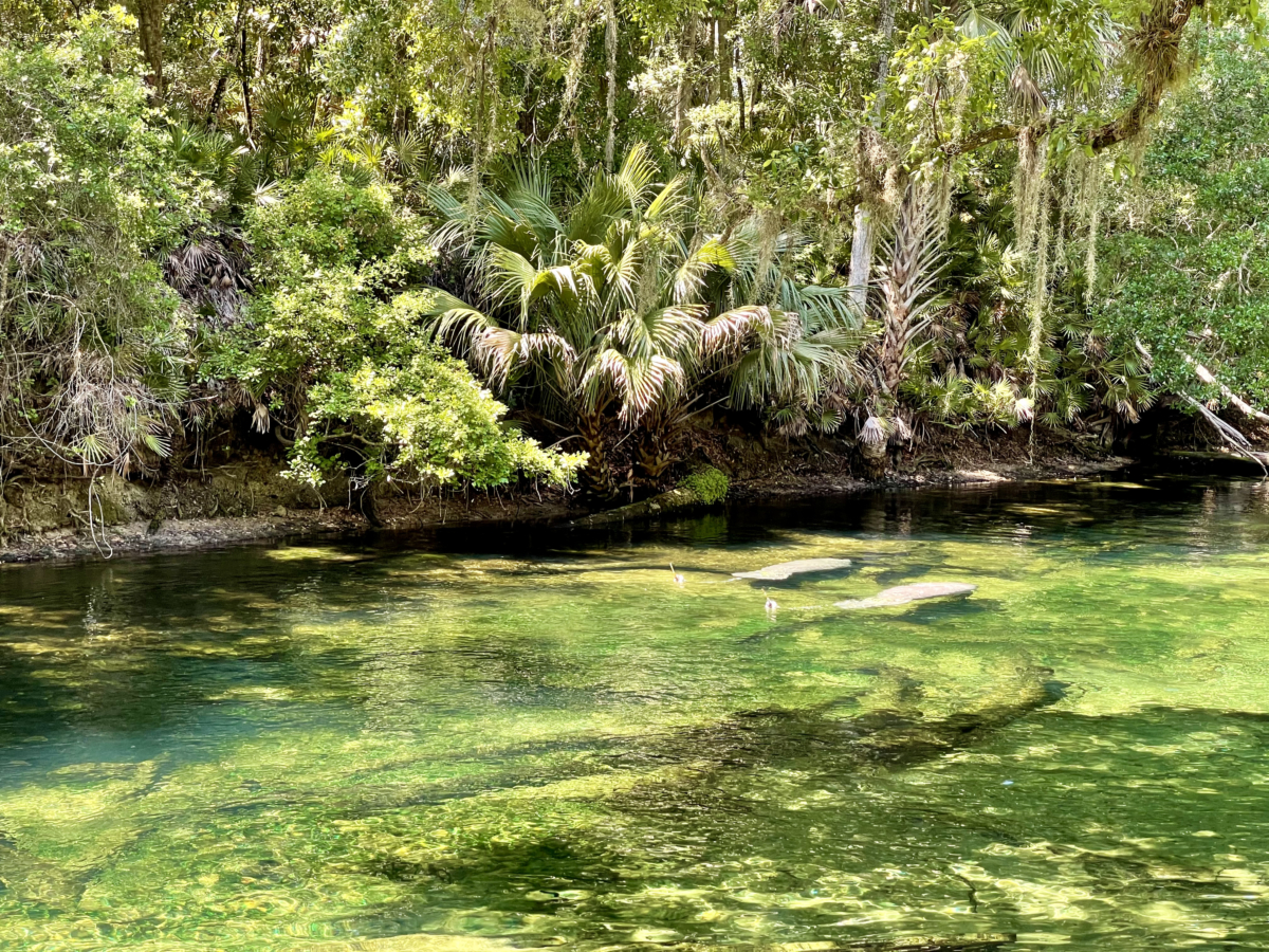 Discover Florida's Blue Spring State Park & Campground