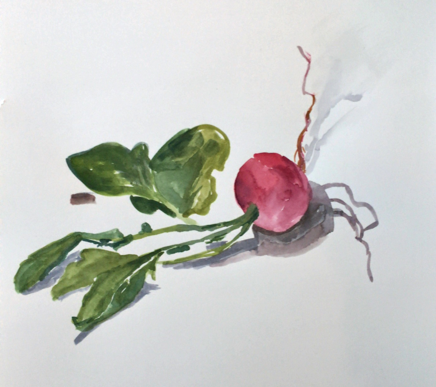 Radish 2. Watercolor on Paper. SOLD.