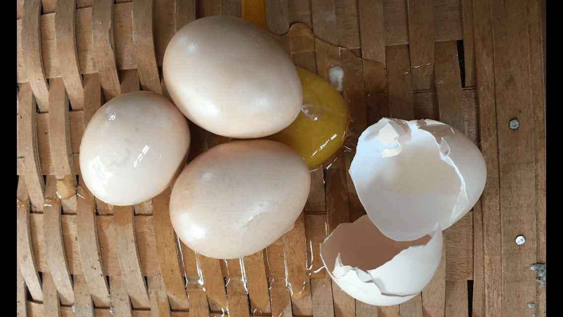 natural homegrown eggs