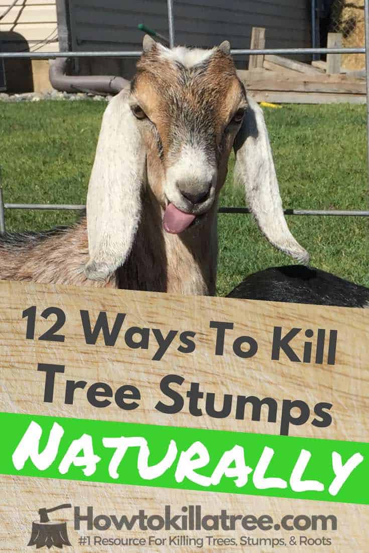 Tree Stump Removal Instructions How To Remove A Tree Stump