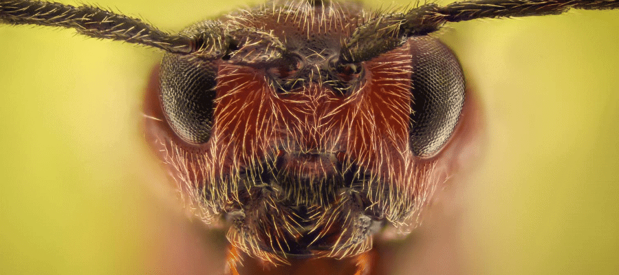 15+ Great How To Get Rid Of Ants In My Bedroom / How to Treat Flea Bites- Get Rid of Fleas - How to get rid of cockroaches 7.