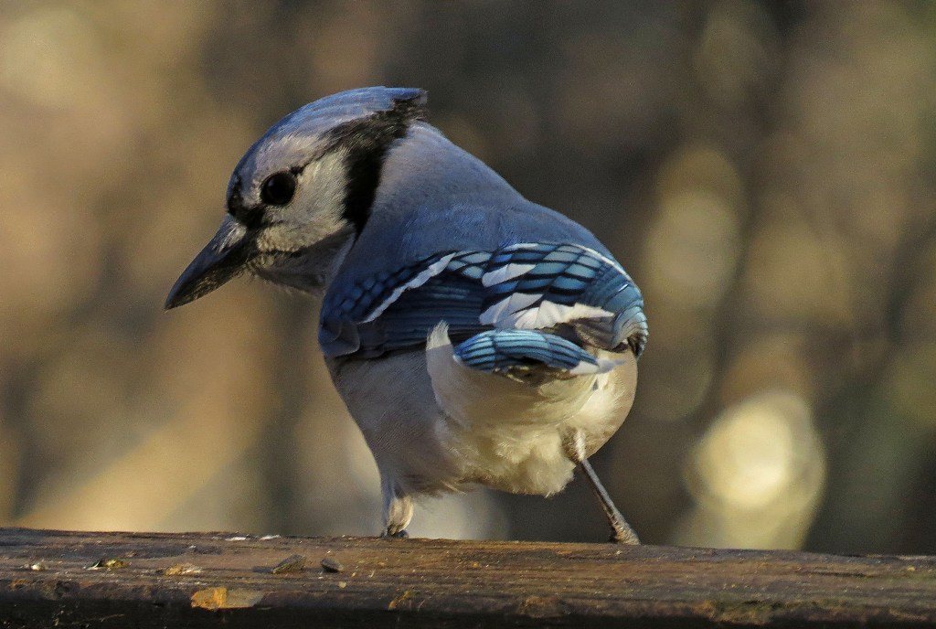 Blue Jay