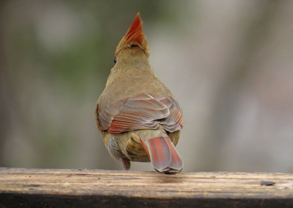 Northern Cardinal
