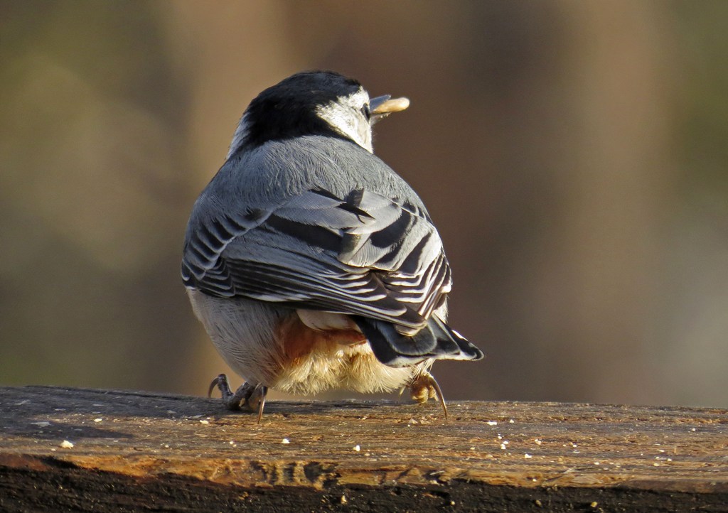 White-breasted Nuthatch