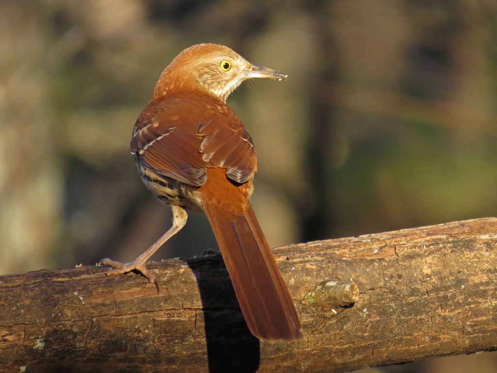 Brown Thrasher