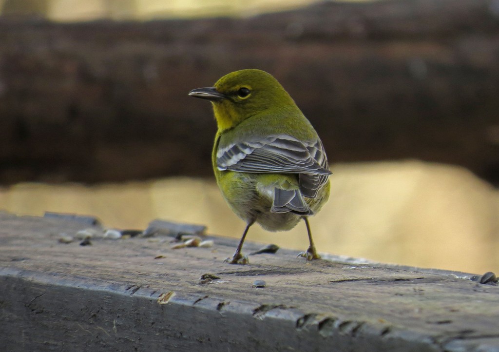 Pine Warbler