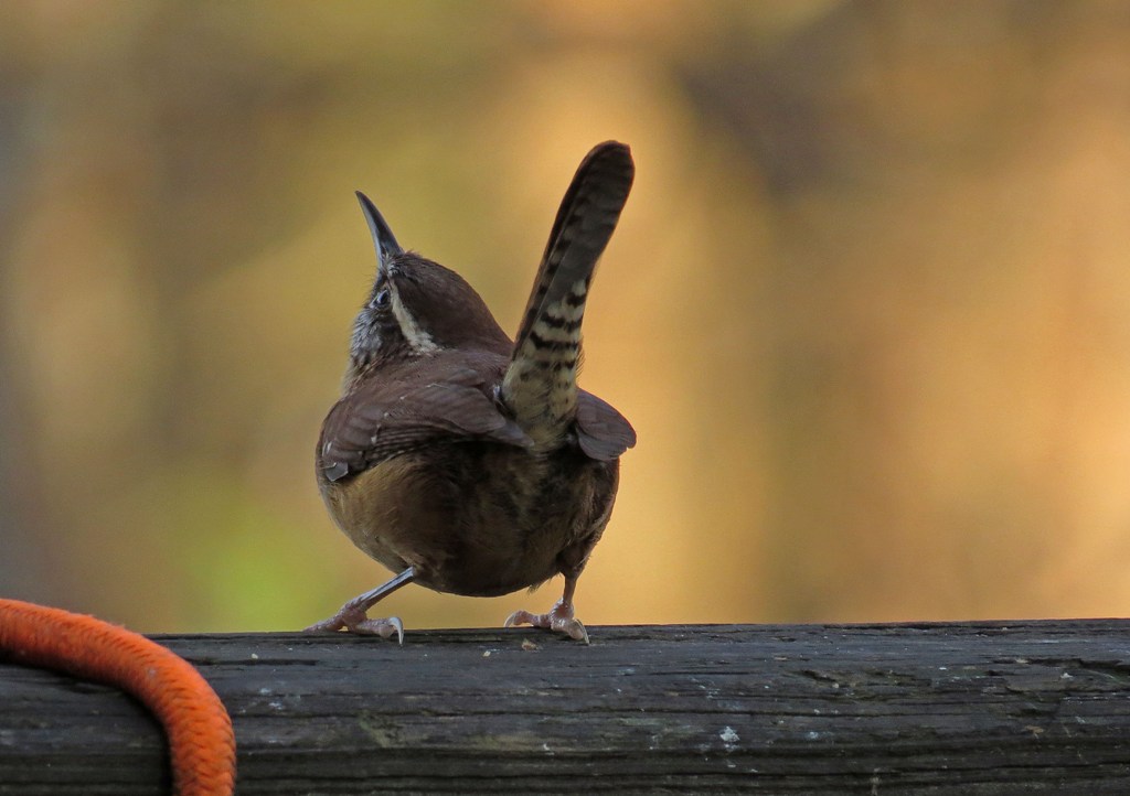Carolina Wren