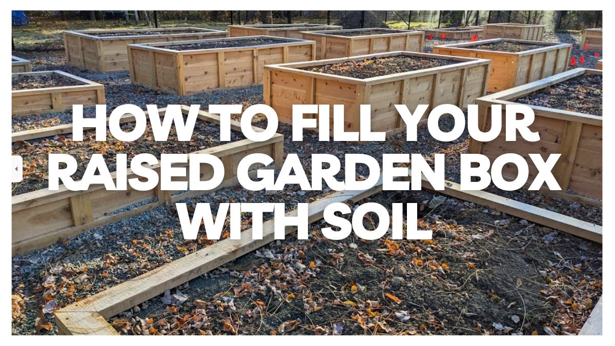 How To Fill Your Raised Garden Box - Backyard Boxes