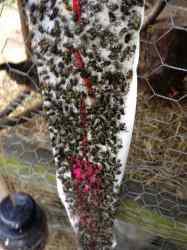 flies rid chickens chicken coop fly backyard imaginacres sticky traps diy outside control backyardchickenproject trap really runs someone coops poultry
