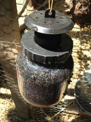 chicken flies coop fly rid chickens control coops keeping trap supplies captivator imaginacres backyard without traps raising really tape couldn