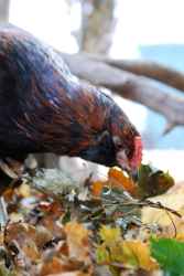 chicken bedding litter coop options straw