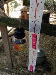 chicken flies rid coop pests chickens common backyard fly them mites prevention backyardchickenproject