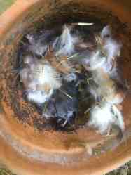 mice rid coop chicken