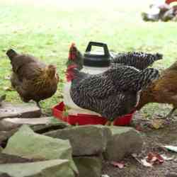 coop chicken chickens reasons shade build