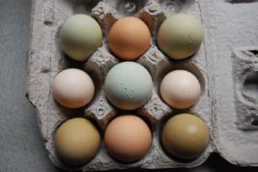 eggs chicken coop shade egg reasons build water preserve ways glass production backyardchickenproject