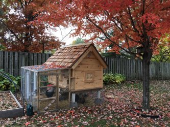 coop cedar shake build novice custom chicken backyard attempt owner
