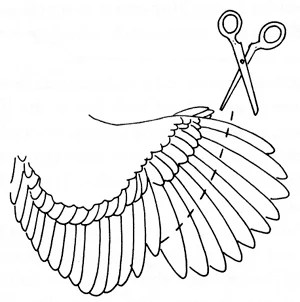 chicken clip flight wings trim wing clipping feathers chickens bird diagram cut prevent birds clipped trimming feather fly ducks flying