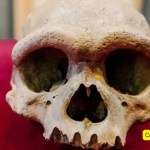 The Harbin cranium or Dragon Man skull fossil discovered in China.