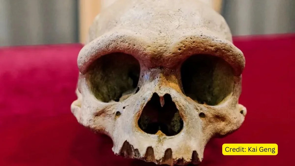 Ancient Dragon Skull Discoveries in China: Science, Fossils, and the Myth Behind the Legend