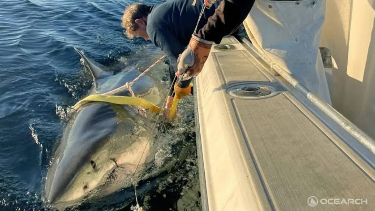 Contender Shark Spotted Off Outer Banks? Meet the Largest Male Great White Ever Tagged in the Atlantic