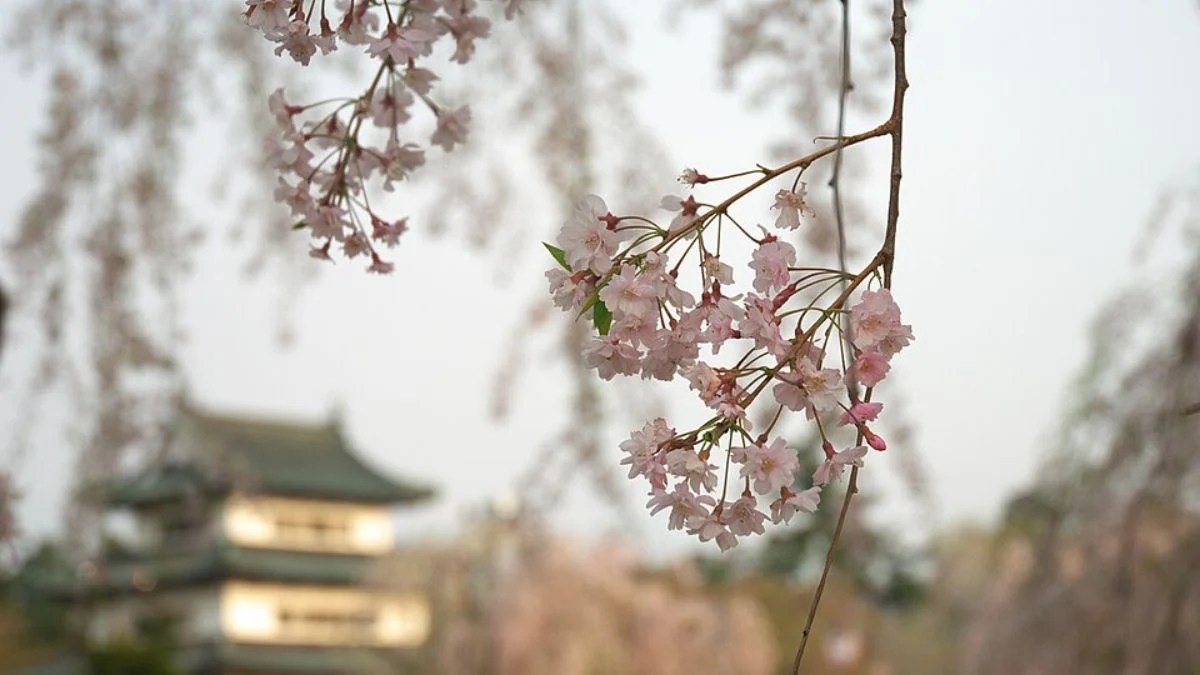Thousands Pull 400-Tonne Japanese Castle by Hand: “It’s Like Trying to Move a Mountain”