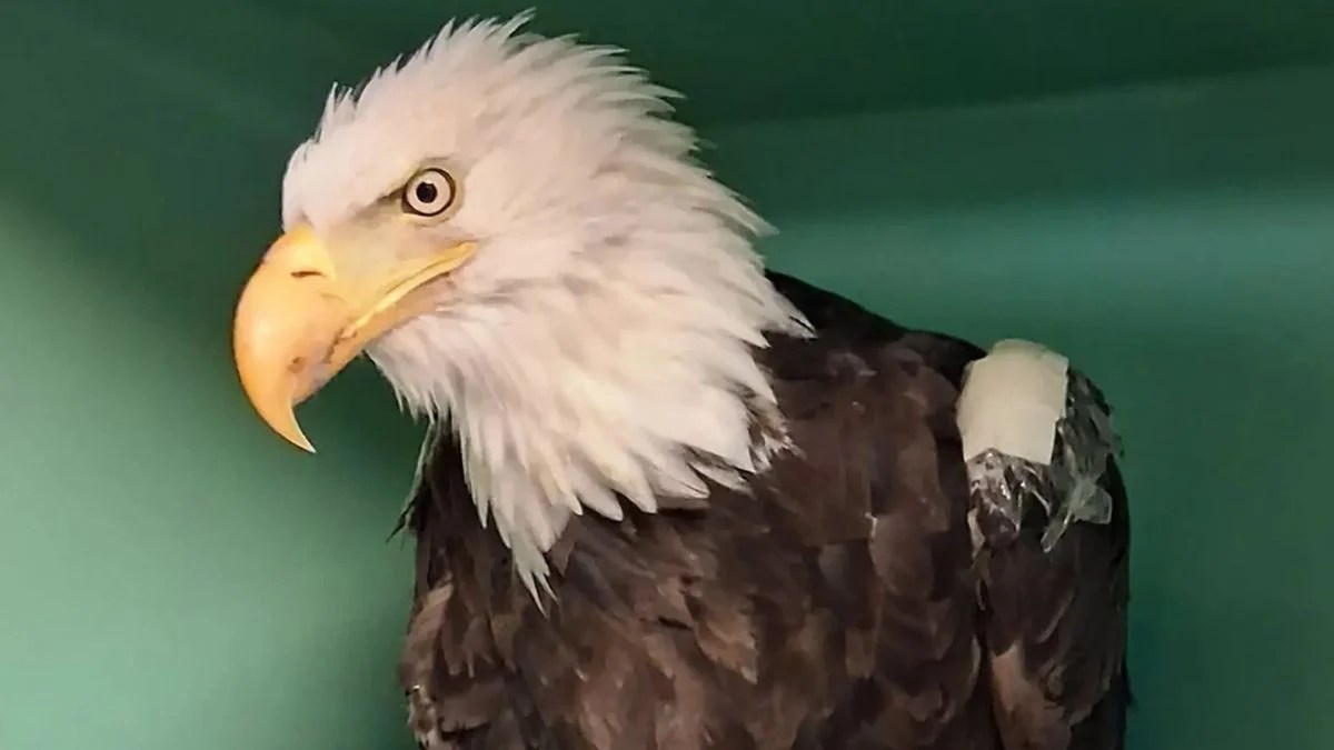 Jackie the Big Bear Bald Eagle Is Dead at 14: Her Final Days End a Remarkable Wildlife Story Watched by Millions