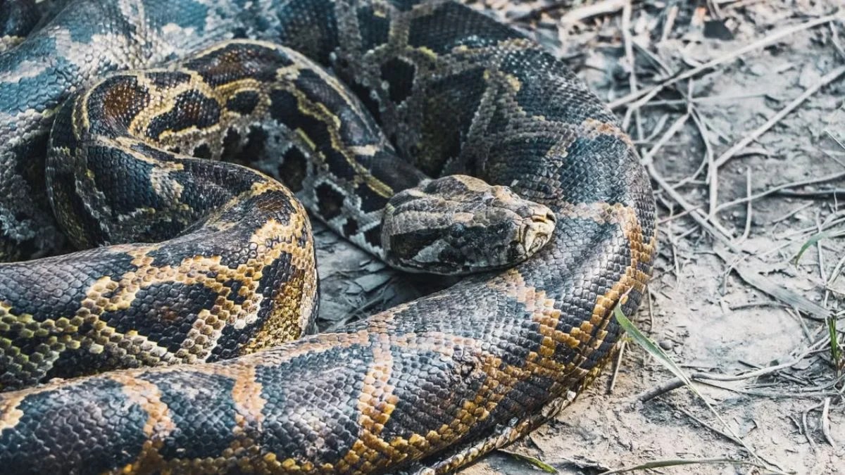 15-Foot Python Makes Veterinary History With First-of-Its-Kind Cancer Treatment at Chester Zoo