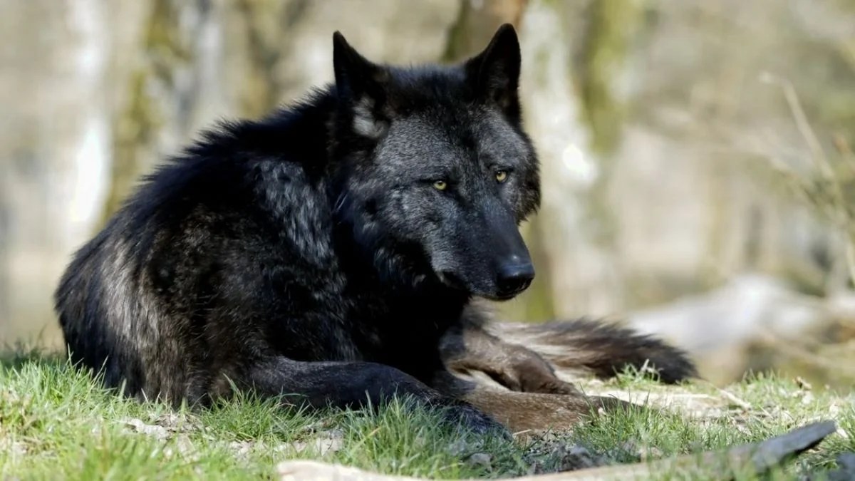 Yellowstone Hiker Trailed by Black Wolf for 10 Minutes: “He Didn’t Threaten Me, But Still, It’s a Wild Animal”