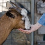 Close-up of a person reaching out to hand-feed a brown and white baby goat at a farm fence.