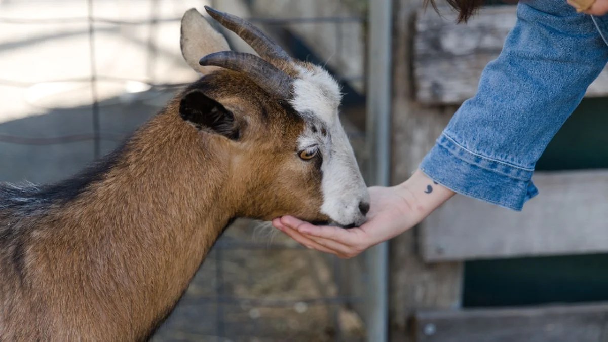 North Carolina Petting Zoo Rabies Scare: Baby Goats Tested Positive After Durham Events — Who May Need Rabies Shots?